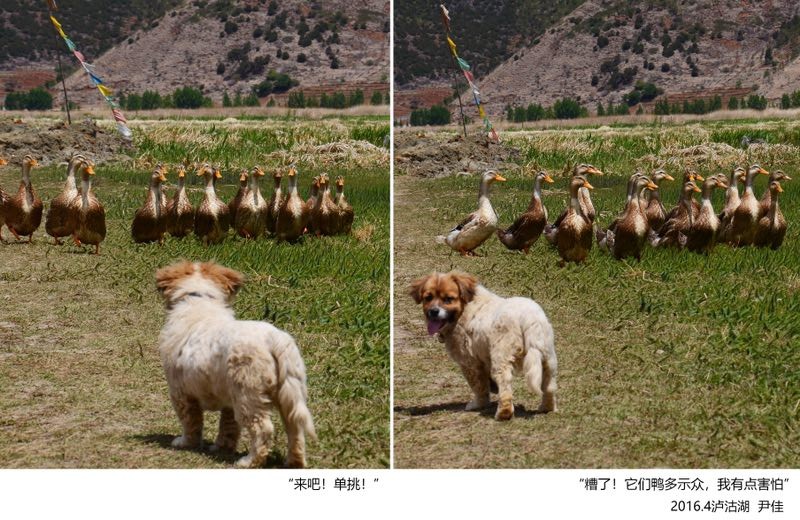 尹佳《-“来吧！单挑！”-“糟了！它们鸭多示众，我有点害怕！”》