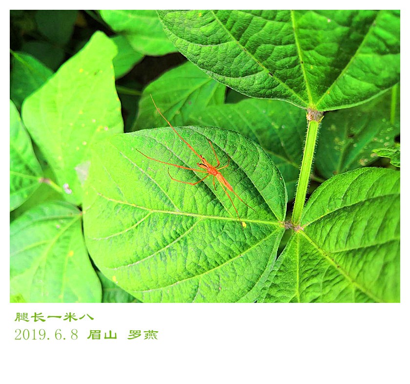 罗燕《腿长一米八》
